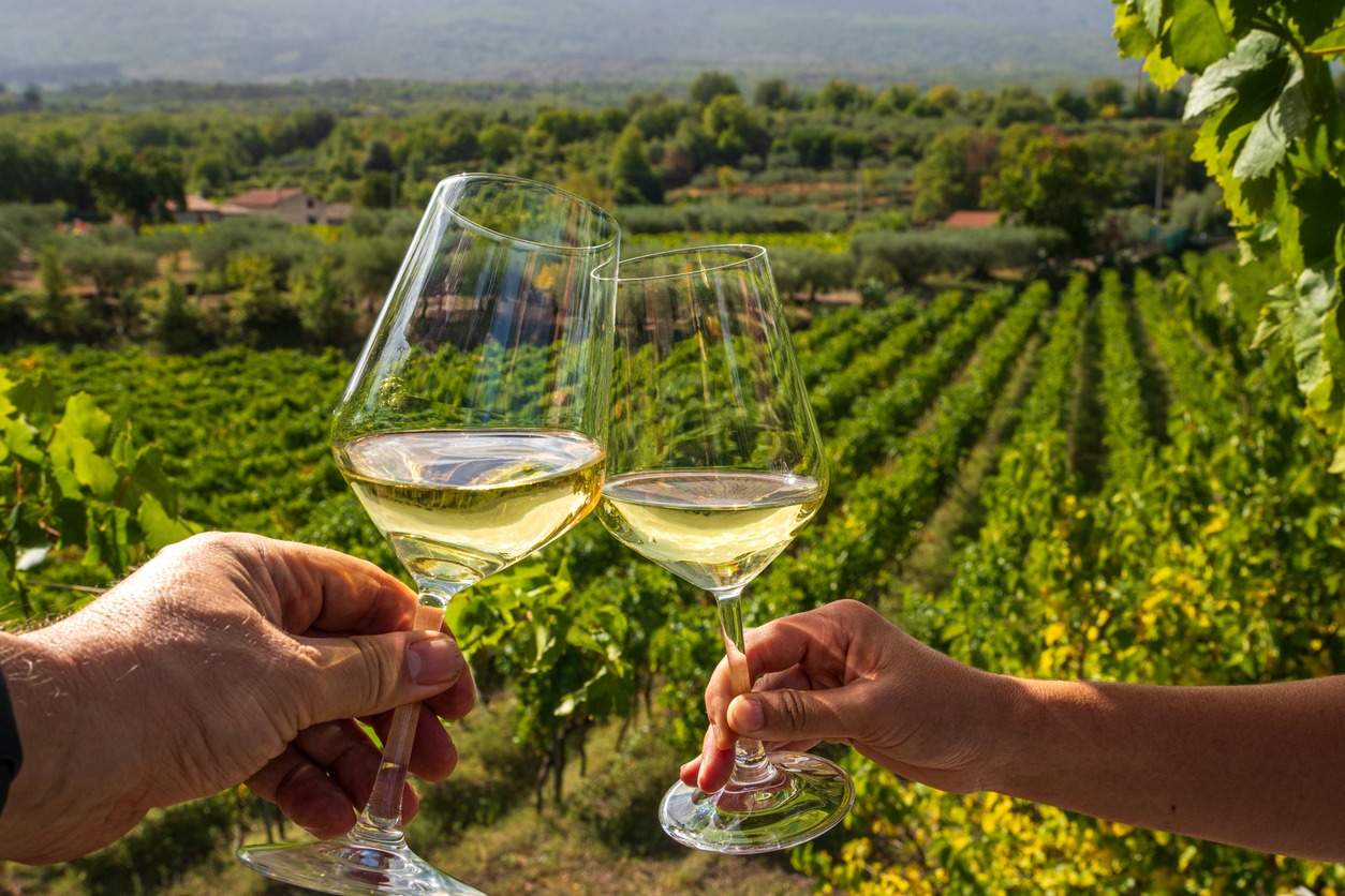 Enoturismo: a engenharia econômica por trás da maior rota do vinho do Brasil